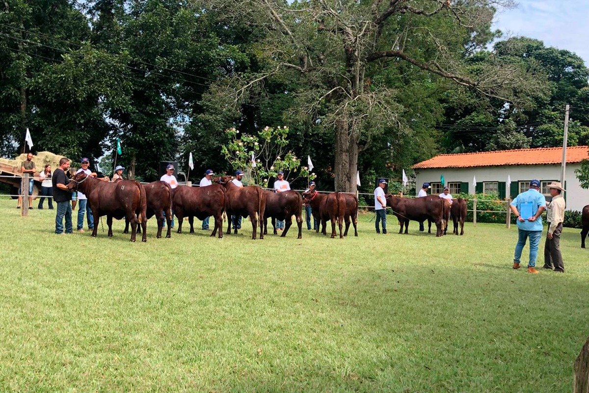 Vem aí o 36º Concurso e Leilão Novilha e Touro do Futuro - Santa Gertrudis